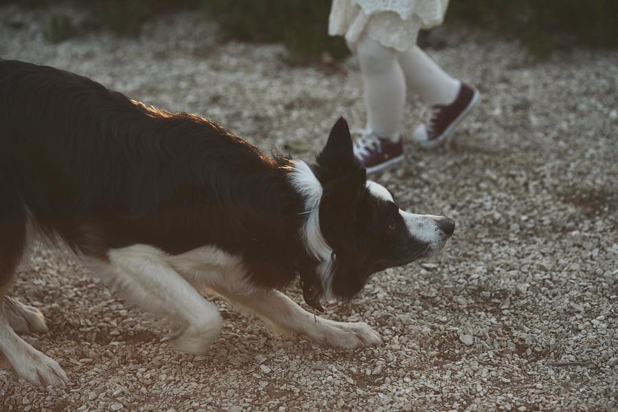 Border collie walking on gravel near child