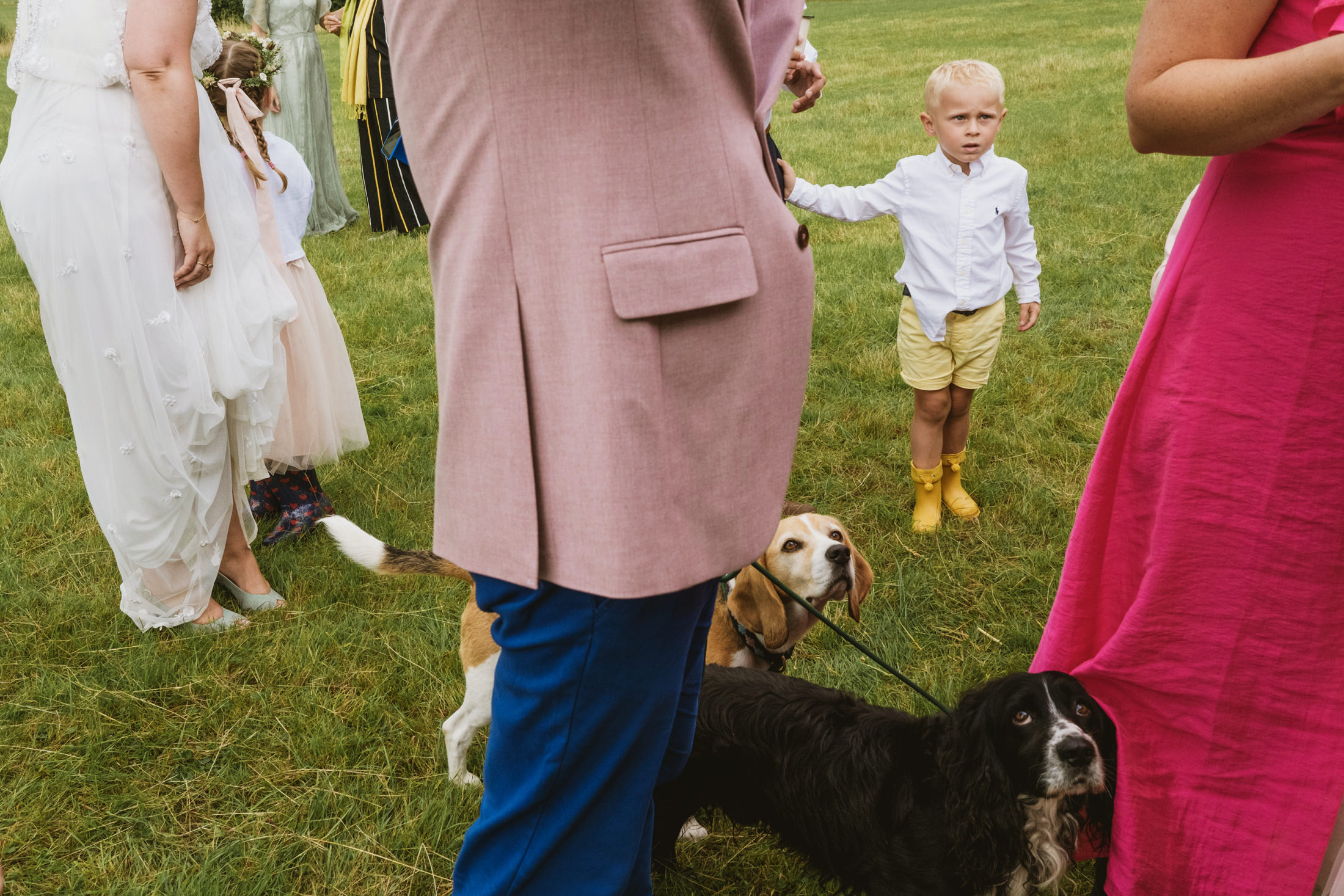 Wedding scene with child and dogs on grass.